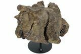 Hadrosaur (Brachylophosaurus?) Sacrum w/ Metal Stand - Montana #227751-1